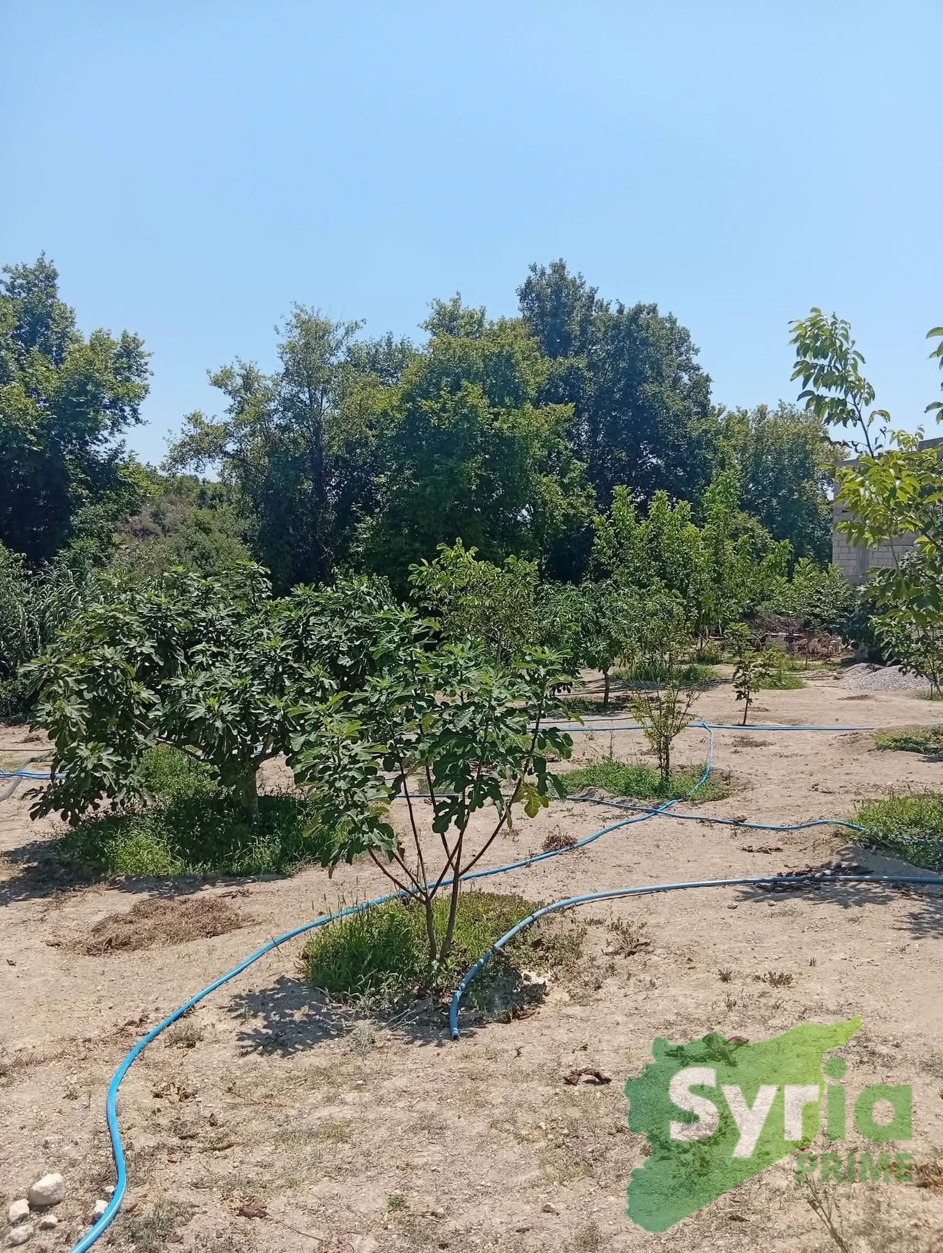 Syria Prime - عقارات سوريا برايم -1 Sale Farm Latakia 35000 USD