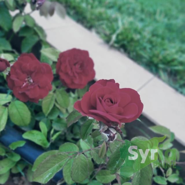 Syria Prime - عقارات سوريا برايم - gallery_10009 Sale Flat RifDimashq 35000 USD