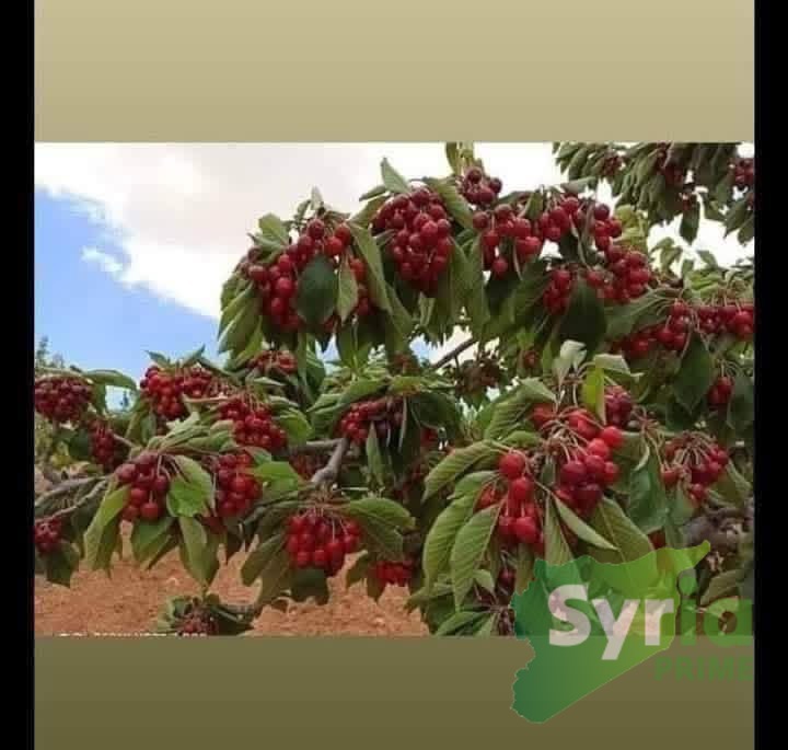 Syria Prime - عقارات سوريا برايم -1 Sale Land Damascus 19000 USD
