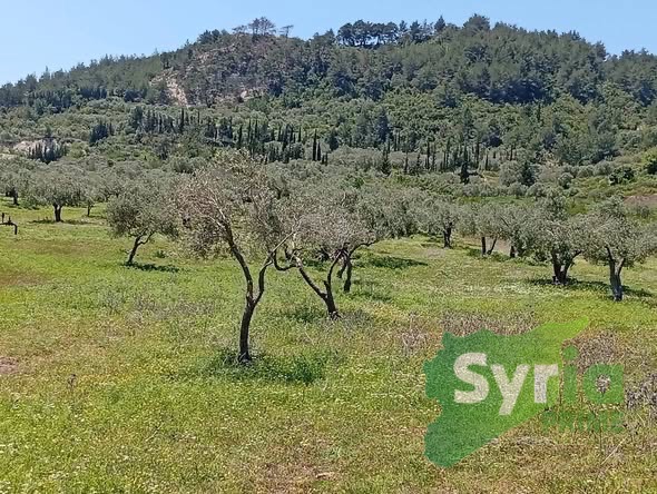 Syria Prime - عقارات سوريا برايم -0 Sale Land Latakia 125000 USD