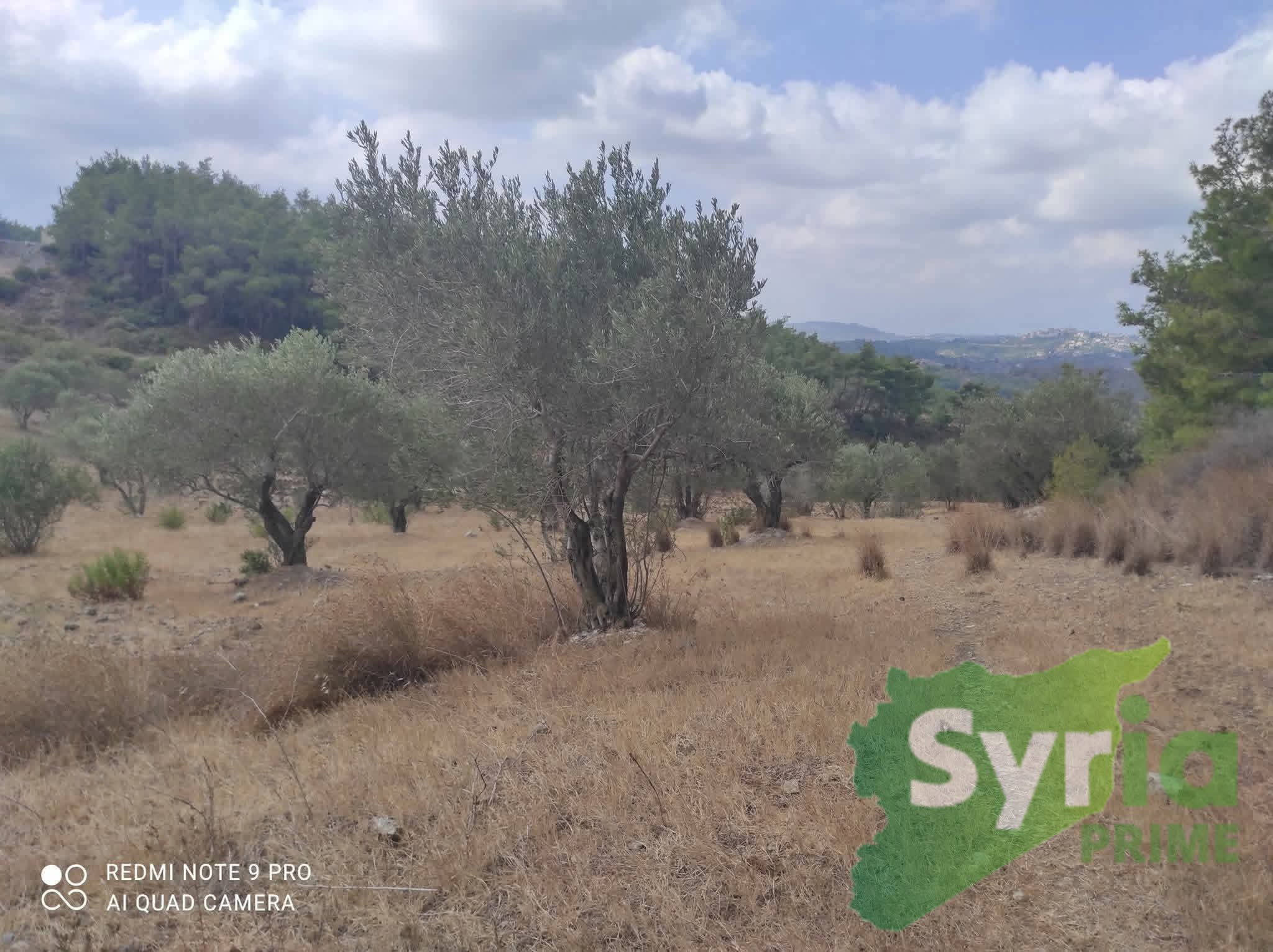 Syria Prime - عقارات سوريا برايم -2 Sale Land Latakia 20000 USD