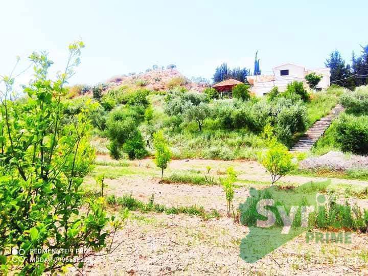 Syria Prime - عقارات سوريا برايم -5 Sale Farm Latakia 140000 USD