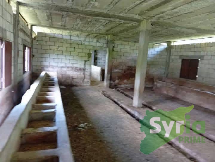 Syria Prime - عقارات سوريا برايم -1 Sale Farm Latakia 85000 USD