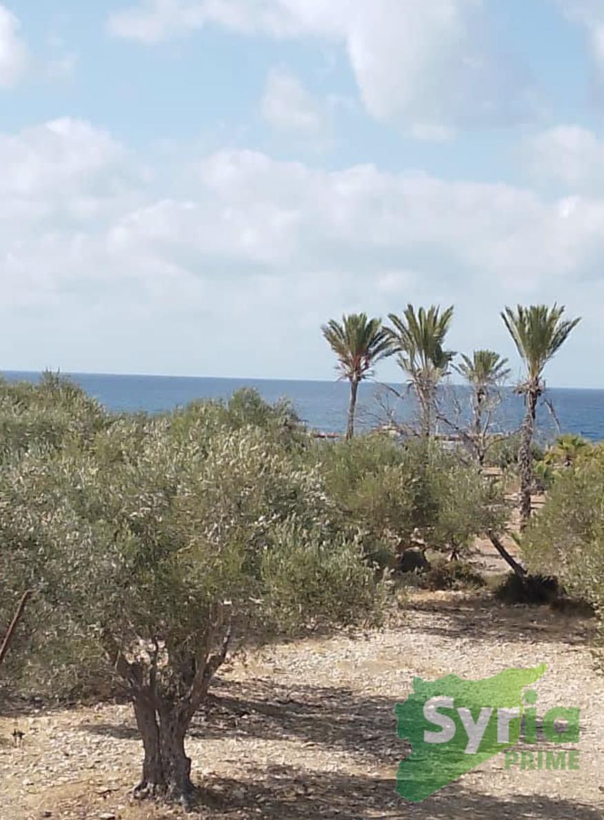 Syria Prime - عقارات سوريا برايم -0 Sale Land Latakia 270000000 SYR