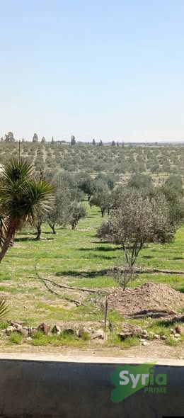 Syria Prime - عقارات سوريا برايم - gallery_6534 Sale Land Hama 225000000 SYP