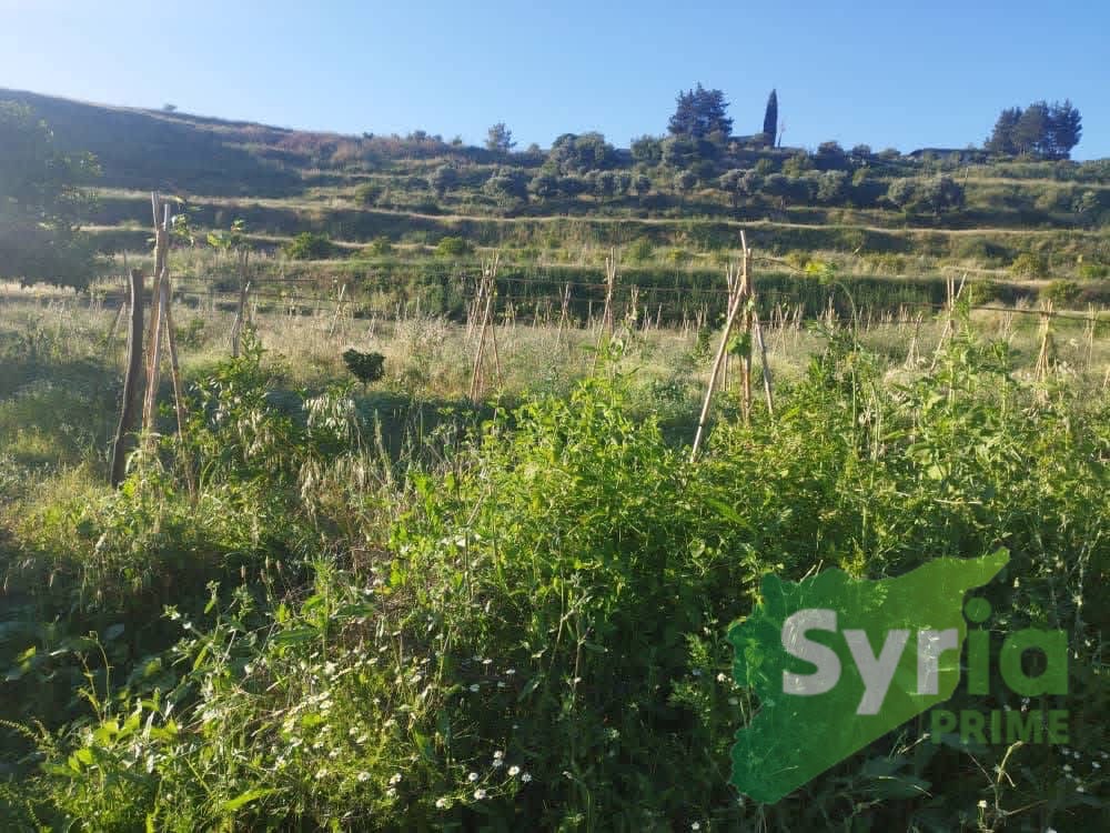 Syria Prime - عقارات سوريا برايم - gallery_11086 Sale Land Latakia 7000 USD