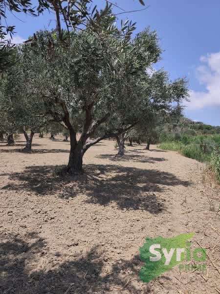 Syria Prime - عقارات سوريا برايم -1 Sale Land Latakia 175000000 SYP