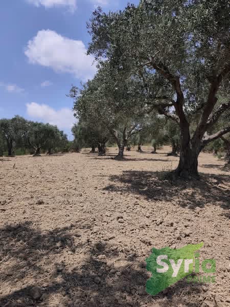 Syria Prime - عقارات سوريا برايم -2 Sale Land Latakia 175000000 SYP
