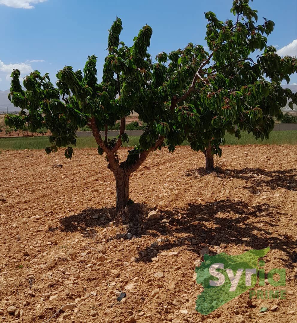 Syria Prime - عقارات سوريا برايم -0 Sale Land RifDimashq 50000 USD