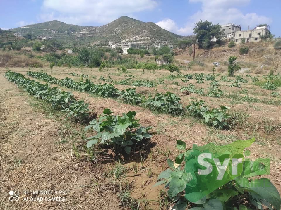 Syria Prime - عقارات سوريا برايم -2 Sale Land Latakia 10000 USD