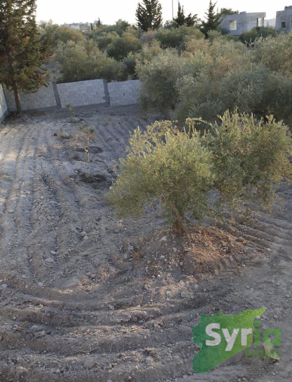 Syria Prime - عقارات سوريا برايم -0 Sale Land Latakia 650000000 SYR