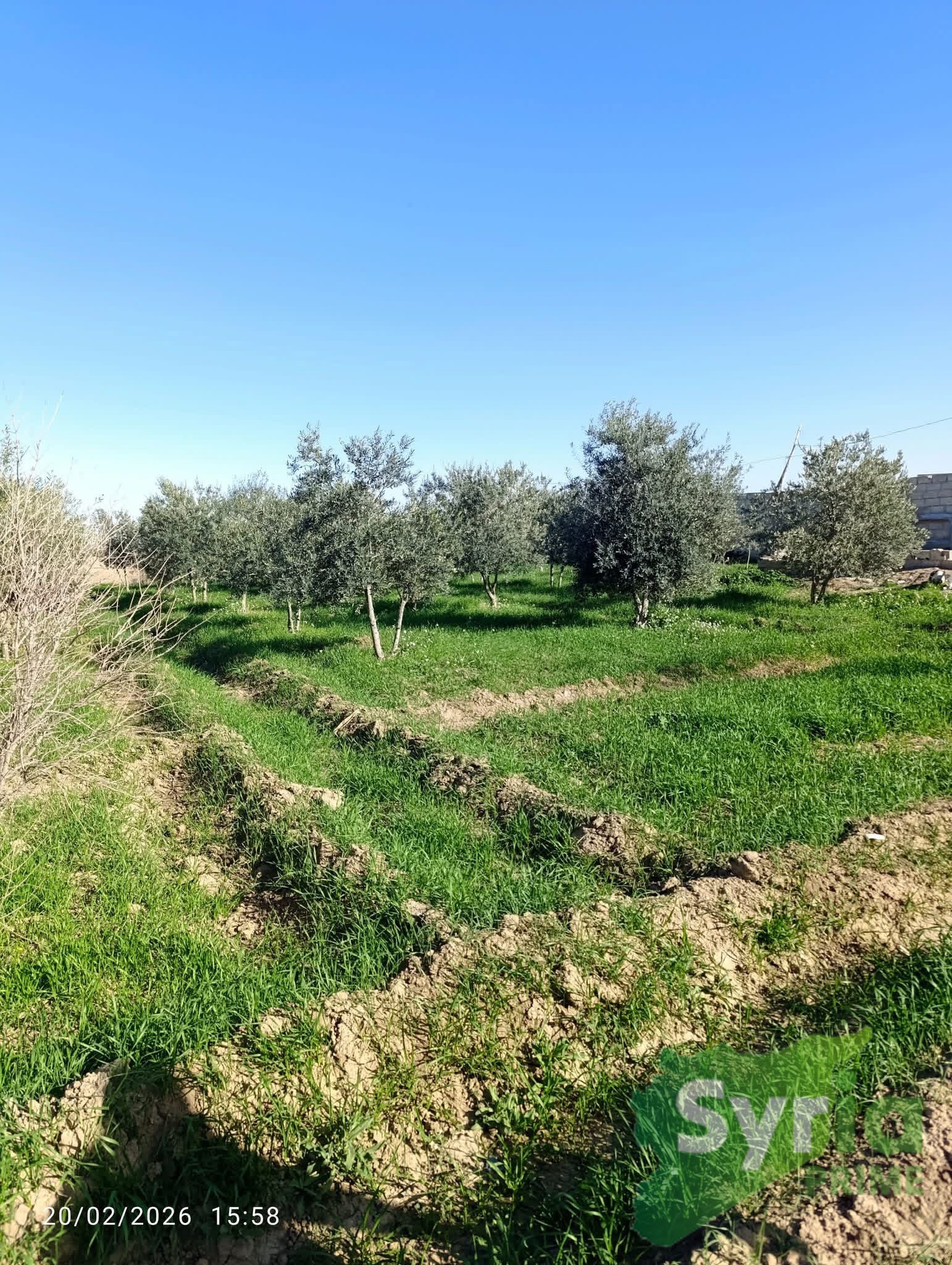 Syria Prime - عقارات سوريا برايم - gallery_10112 Sale Land RifDimashq 50000 USD