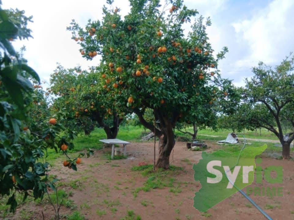 مزرعة في اللاذقية