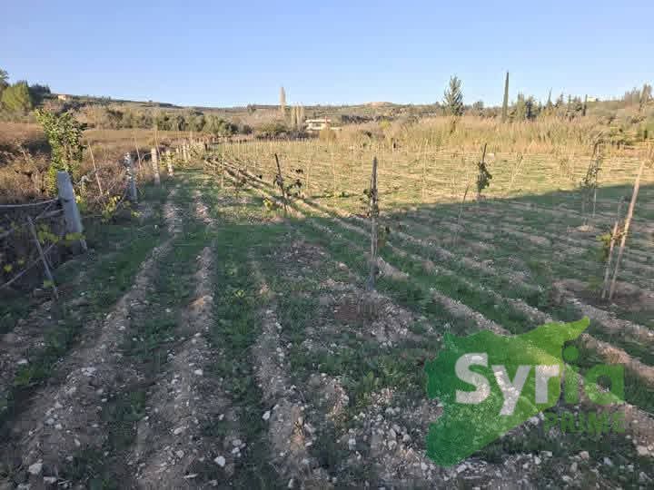 Syria Prime - عقارات سوريا برايم -2 Sale Land Latakia 140000000 SYR