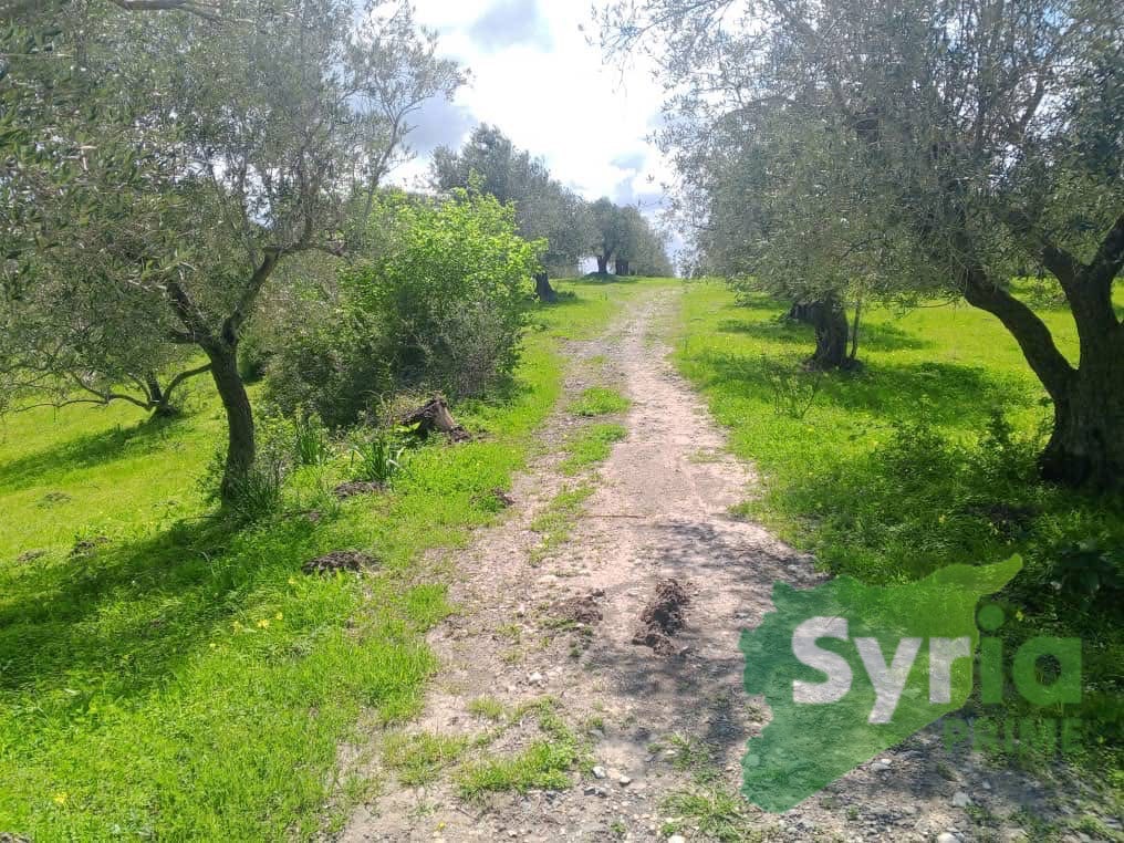 Syria Prime - عقارات سوريا برايم -1 Sale Land Latakia 708000000 SYP