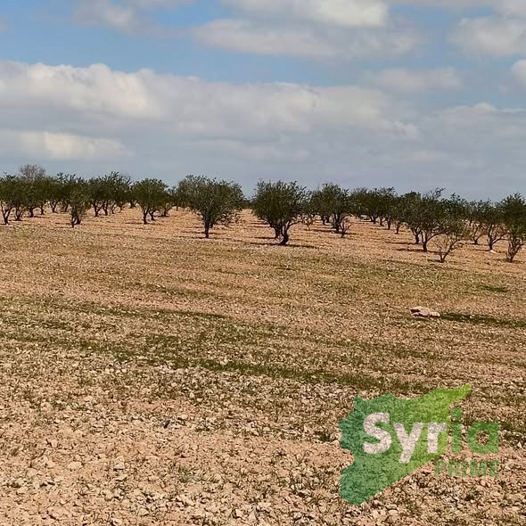 Syria Prime - عقارات سوريا برايم -0 Sale Land Homs 17000 USD