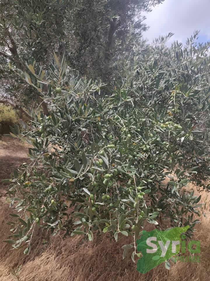 Syria Prime - عقارات سوريا برايم -2 Sale Farm Latakia 15000 USD