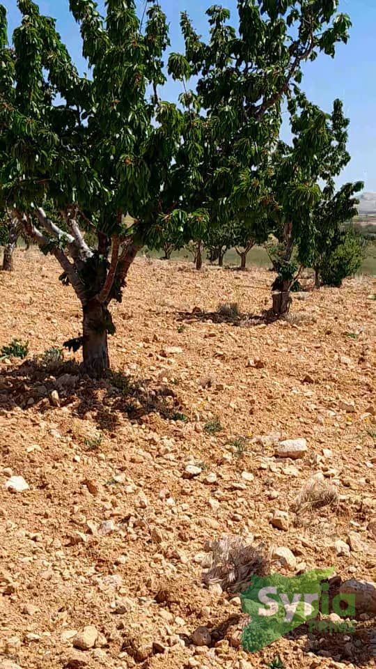 Syria Prime - عقارات سوريا برايم -1 Sale Land RifDimashq 50000 USD