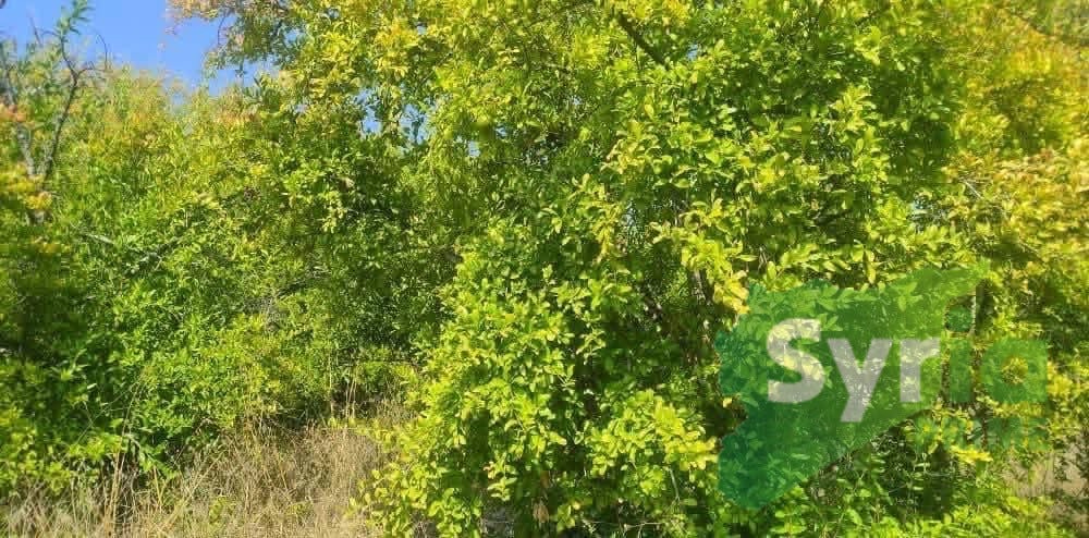 Syria Prime - عقارات سوريا برايم -2 Sale Land Tartus 31000 USD