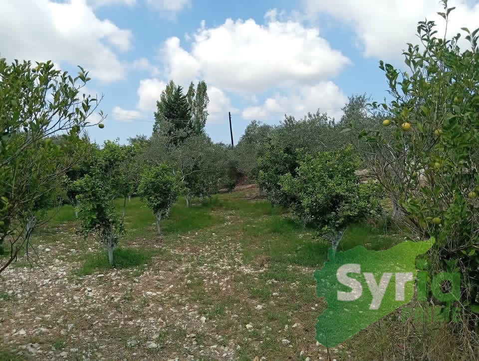 Syria Prime - عقارات سوريا برايم -1 Sale Land Latakia 2100000 SYP