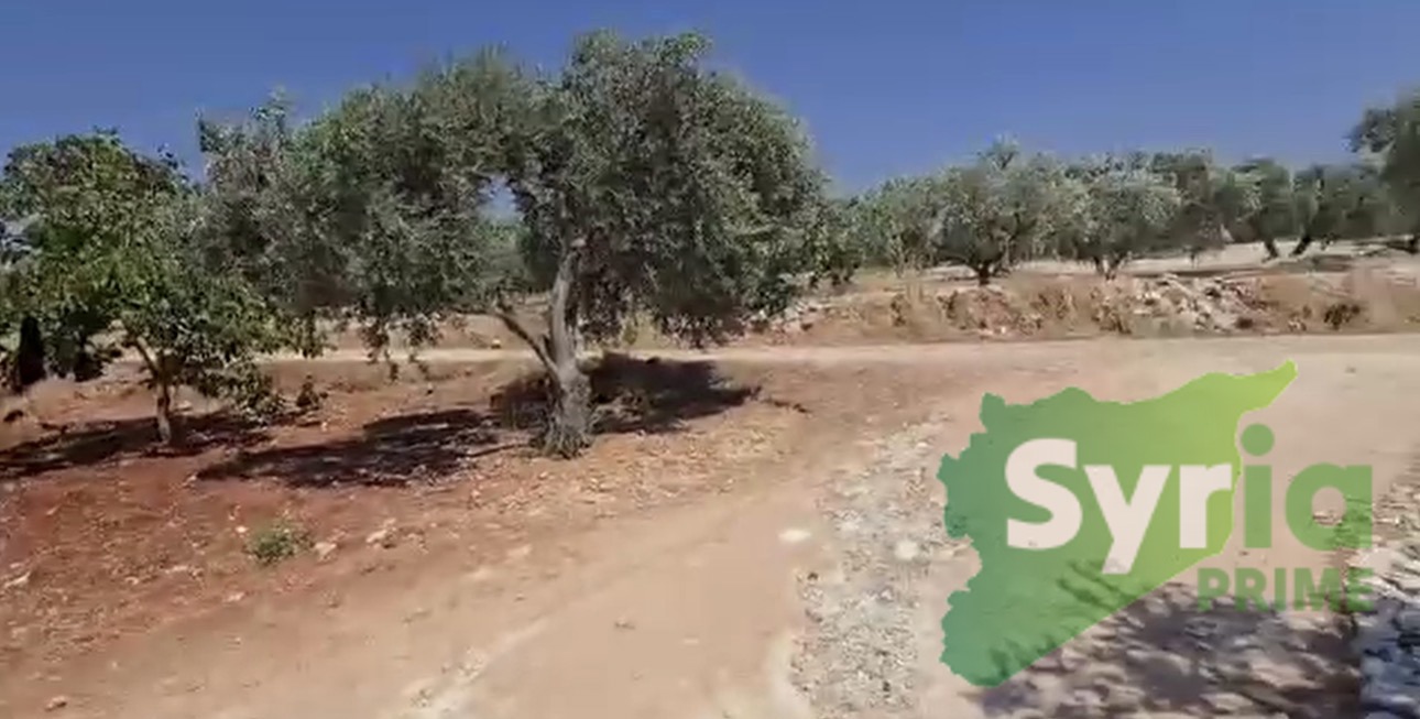 Syria Prime - عقارات سوريا برايم -1 Sale Farm Idlib 85000 USD