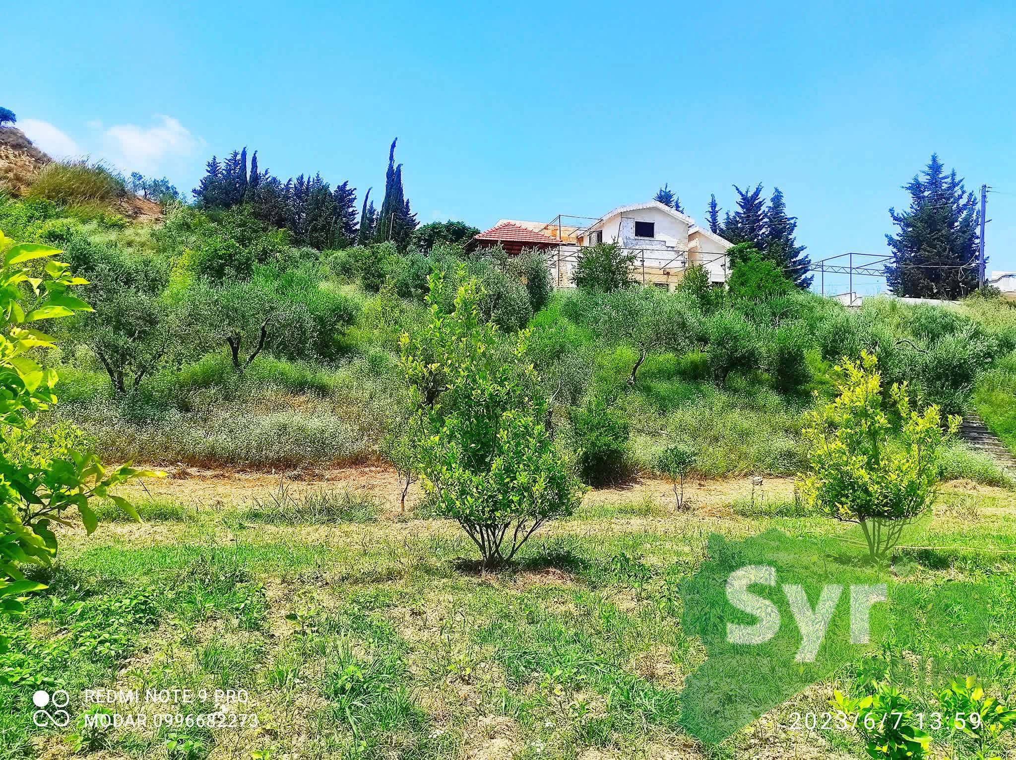 Syria Prime - عقارات سوريا برايم - gallery_6012 Sale Farm Latakia 140000 USD