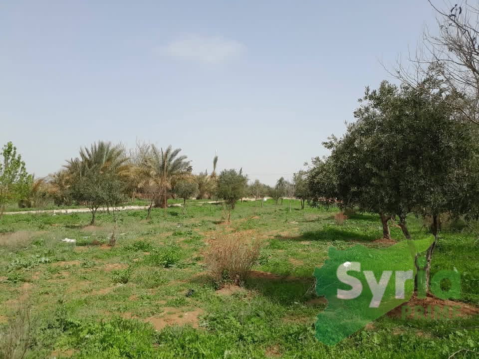 Syria Prime - عقارات سوريا برايم -1 Sale Land AlHasakah 175000 USD