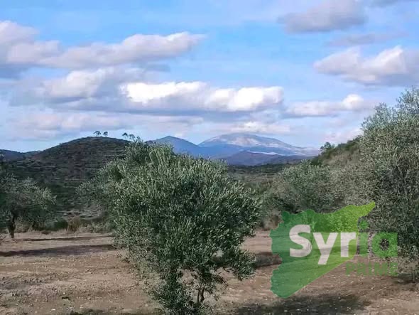 Syria Prime - عقارات سوريا برايم -2 Sale Land Latakia 26000 USD