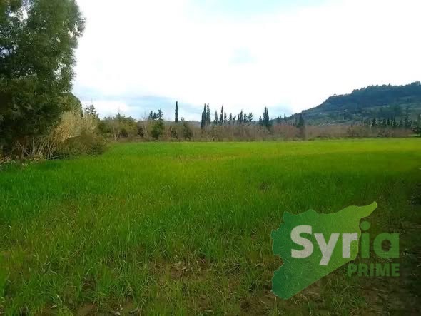 Syria Prime - عقارات سوريا برايم - gallery_8164 Sale Land Latakia 8000 USD
