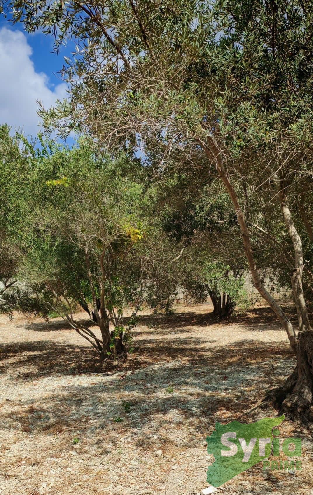 Syria Prime - عقارات سوريا برايم -0 Sale Land Latakia 8000 USD