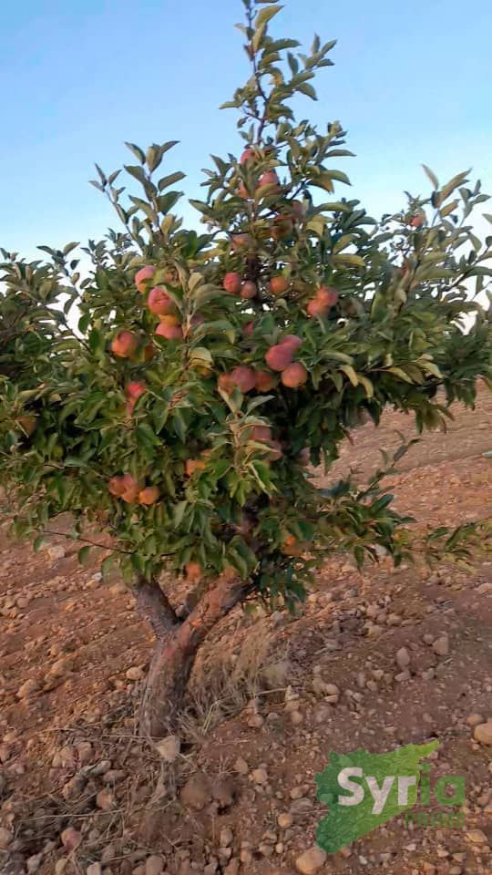 Syria Prime - عقارات سوريا برايم -5 Sale Land RifDimashq 71900 USD