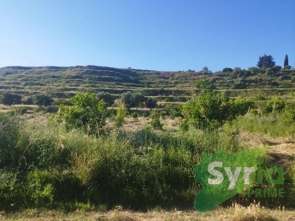 Syria Prime - عقارات سوريا برايم -0 Sale Land Latakia 31360 USD