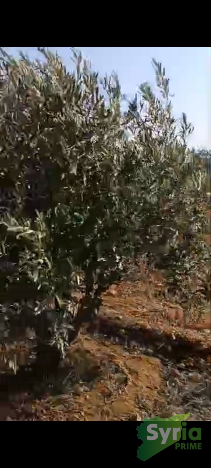 Syria Prime - عقارات سوريا برايم -2 Sale Land Hama 85000 USD
