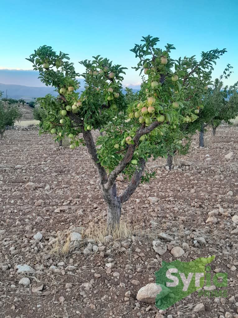 Syria Prime - عقارات سوريا برايم -2 Sale Land RifDimashq 71900 USD
