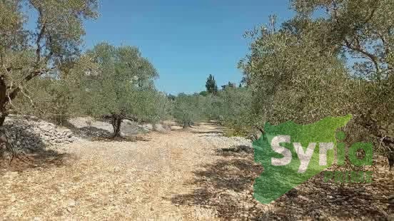 Syria Prime - عقارات سوريا برايم - gallery_13181 Sale Land Tartus 200000000 SYP