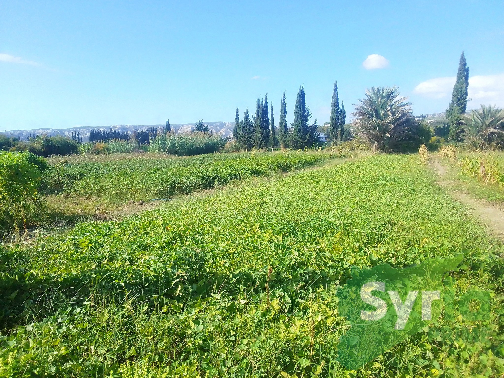 Syria Prime - عقارات سوريا برايم -1 Sale Land Latakia 11000 USD