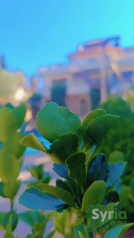 Syria Prime - عقارات سوريا برايم -29 Rent Farm RifDimashq 150 USD