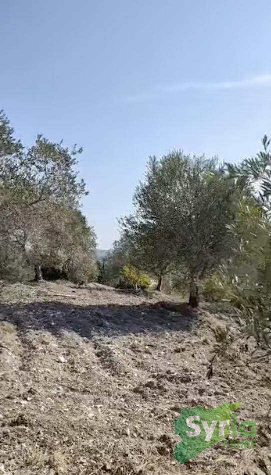 Syria Prime - عقارات سوريا برايم - gallery_4620 Sale Farm Latakia 110000 USD