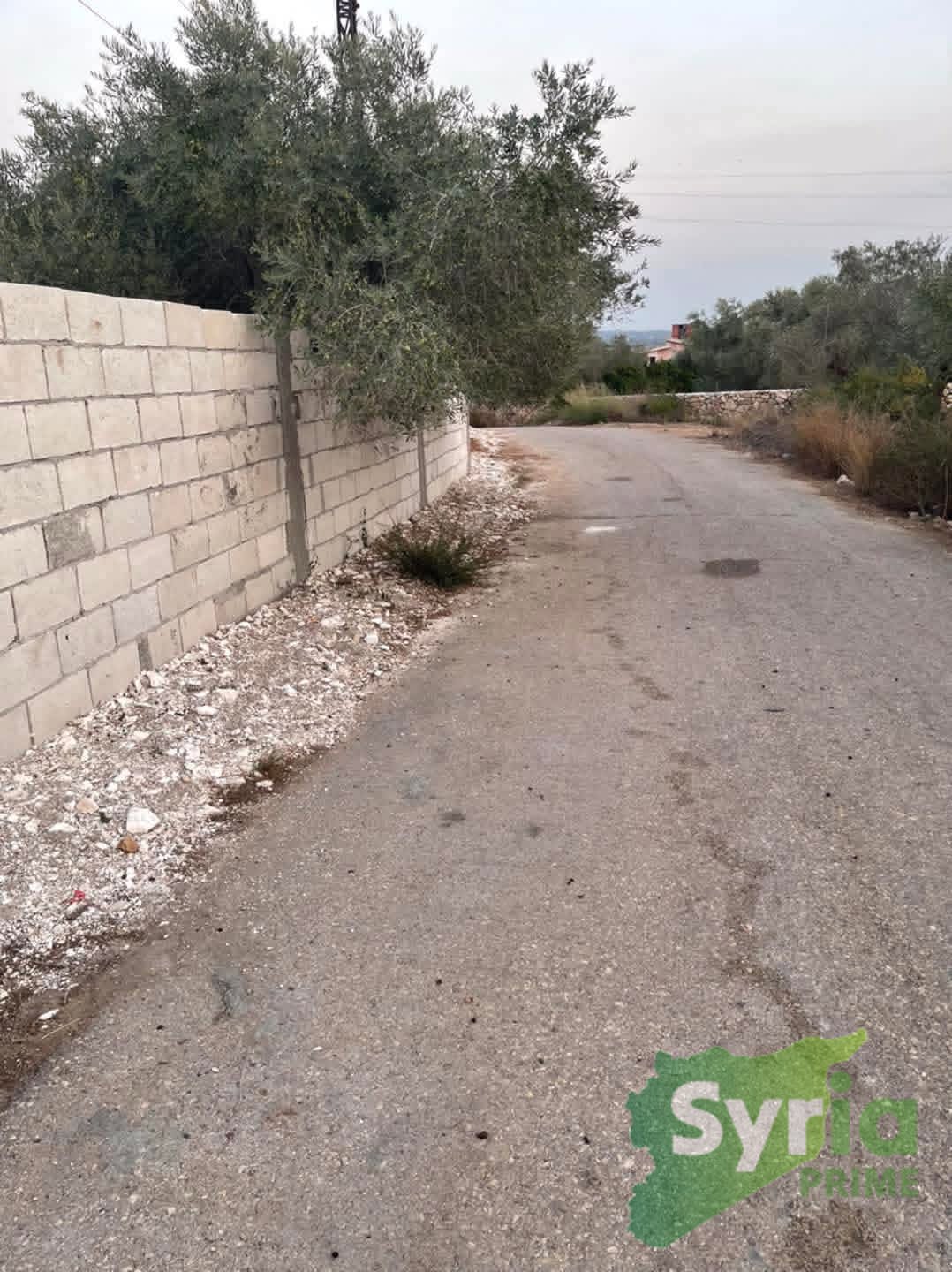 Syria Prime - عقارات سوريا برايم - gallery_5554 Sale Farm Latakia 350000000 SYR