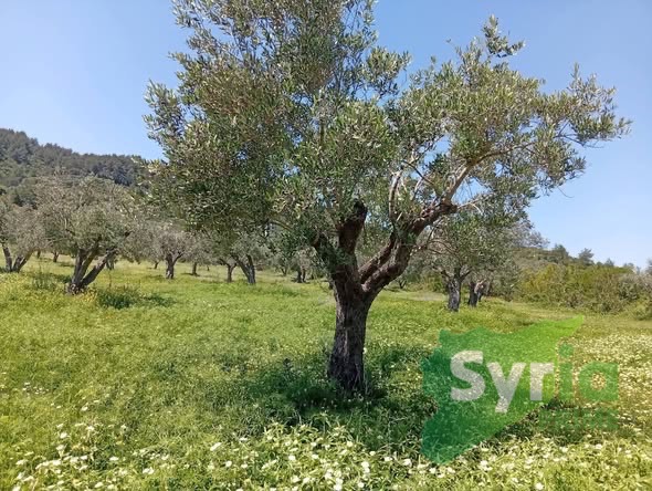 Syria Prime - عقارات سوريا برايم -1 Sale Land Latakia 125000 USD