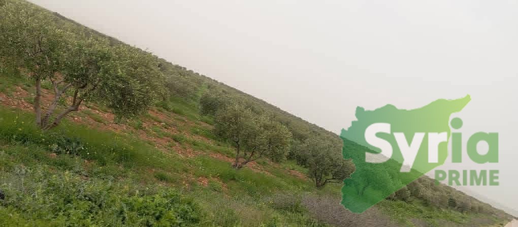 Syria Prime - عقارات سوريا برايم -0 Sale Land Hama 88000 USD