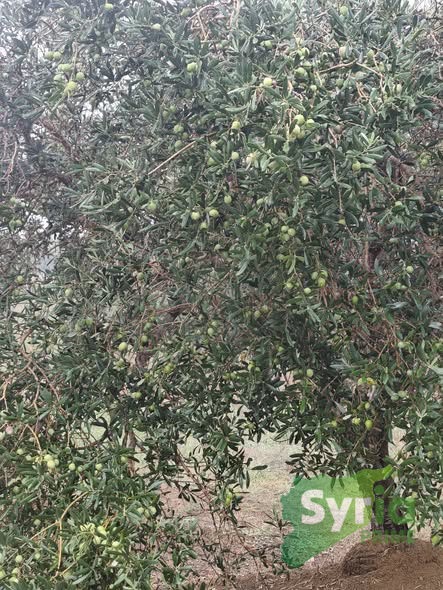 ارض للبيع في اللاذقية، مناطق اخرى — صورة 3