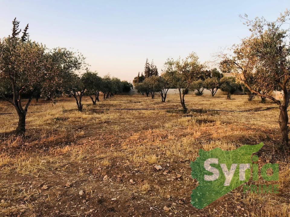 Syria Prime - عقارات سوريا برايم -2 Sale Farm Hama 9500 USD