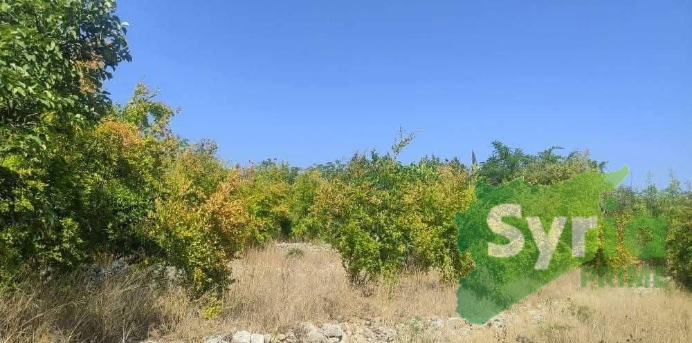 Syria Prime - عقارات سوريا برايم -1 Sale Land Tartus 31000 USD
