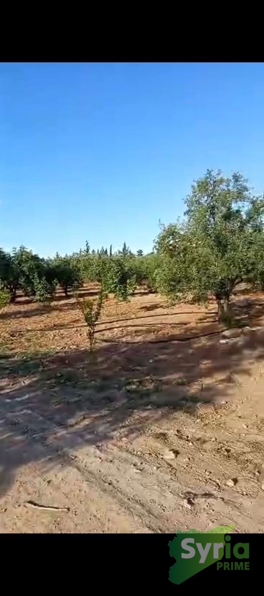 Syria Prime - عقارات سوريا برايم -0 Sale Farm Aleppo 120000 USD