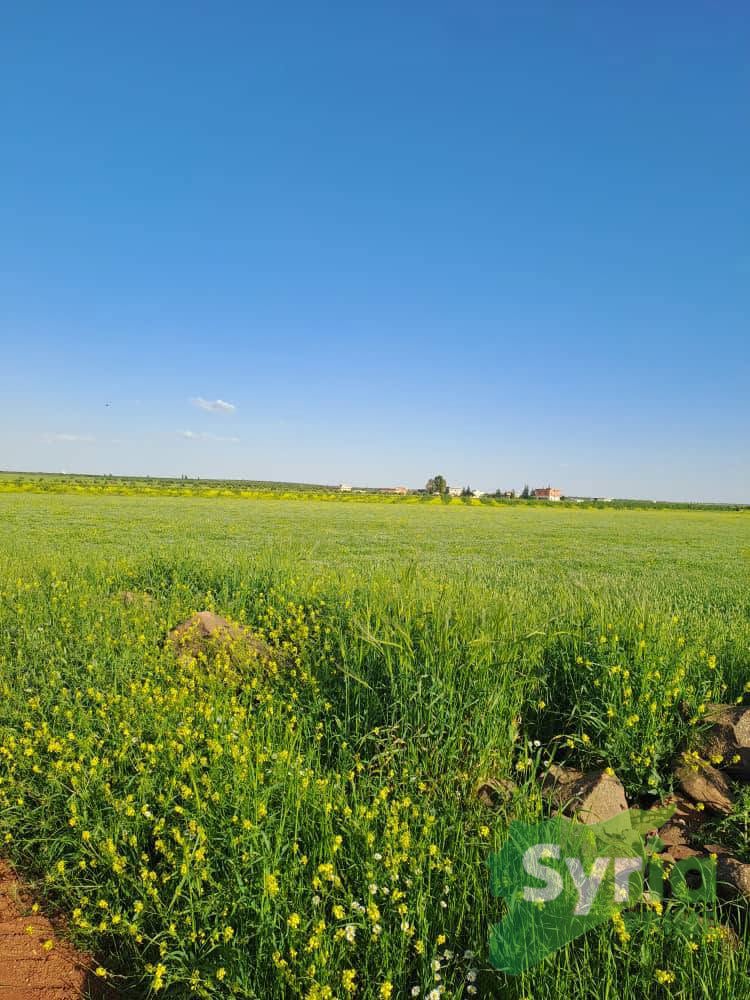 Syria Prime - عقارات سوريا برايم -1 Sale Land Hama 40850 SYP