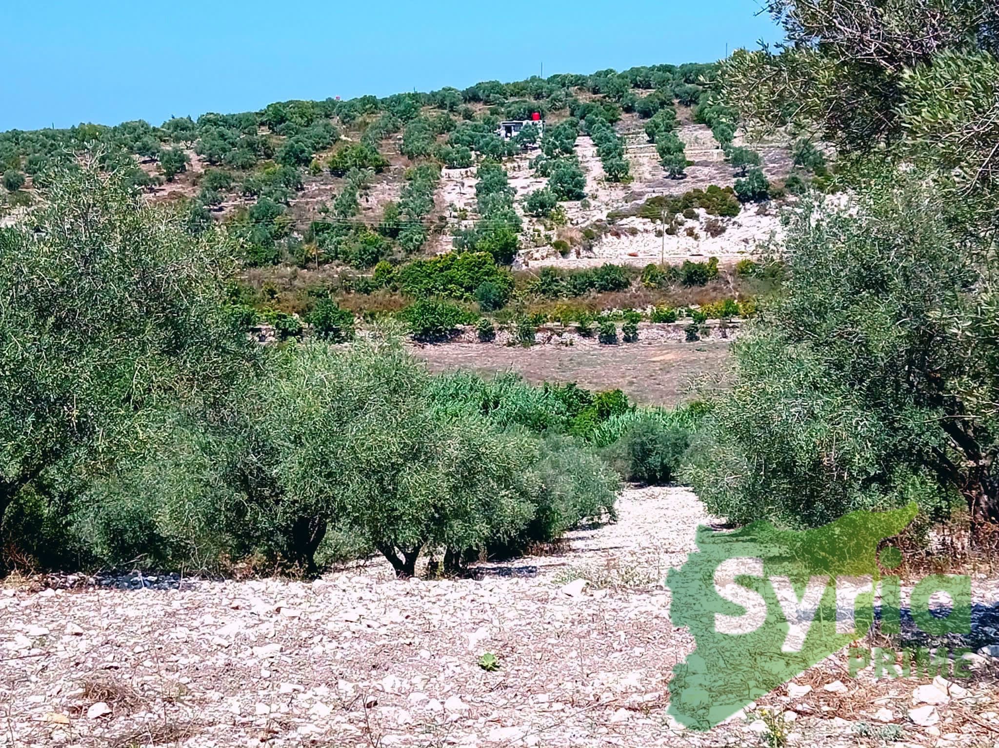 Syria Prime - عقارات سوريا برايم -0 Sale Land Latakia 60000 USD