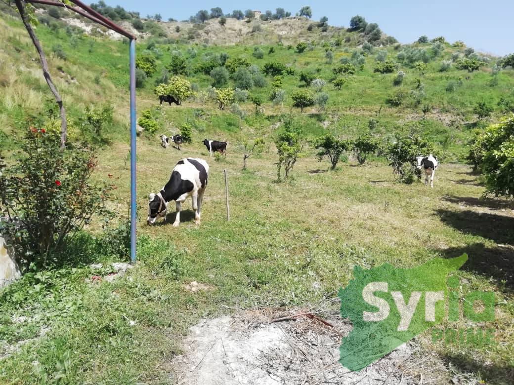 Syria Prime - عقارات سوريا برايم -2 Sale Farm Latakia 110000 USD