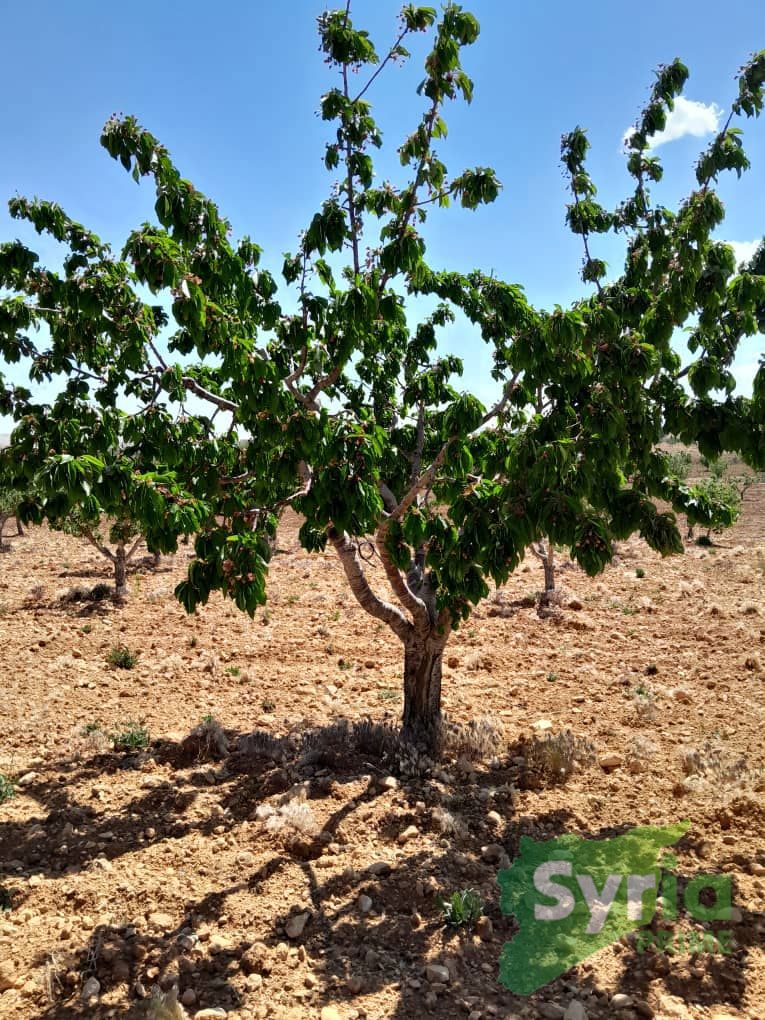 Syria Prime - عقارات سوريا برايم -2 Sale Land RifDimashq 50000 USD
