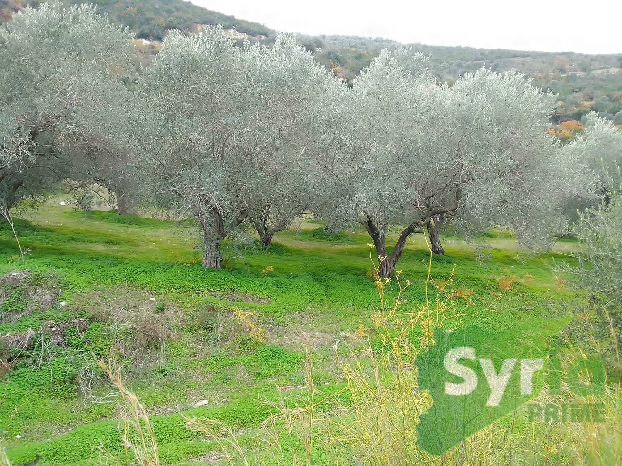 Syria Prime - عقارات سوريا برايم - gallery_6100 Sale Land Latakia 36000 USD